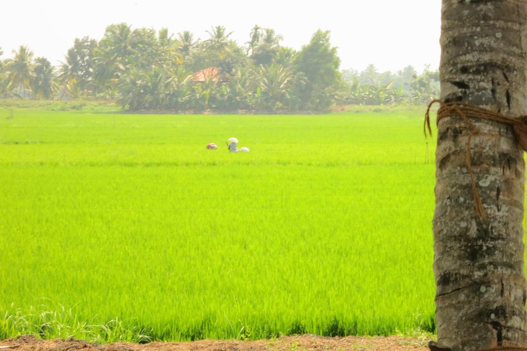 Marari Secret Beach Yoga Homestay Mararikulam Eksteriør billede